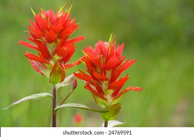 paintbrush flower