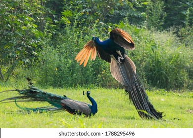 47 Pecock Blue Colour Images, Stock Photos & Vectors | Shutterstock