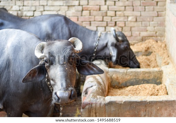 Regn Kommunist Inhalere Two Indian Pet Buffalo Eating Fodder Stock Photo (Edit Now) 1495688519