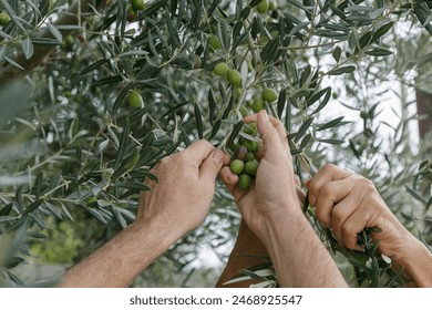 Two individuals are harvesting olives from an olive tree in a natural setting - Powered by Shutterstock