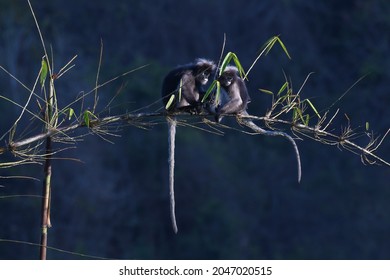 Two individuals seen sitting on a bamboo branch, Dusky Leaf Monkey, Trachypithecus obscurus, Endangered, Kaeng Krachan National Park, Thailand  - Shutterstock ID 2047020515