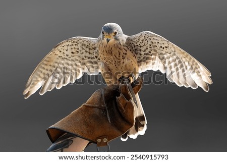 Two individuals standing side-by-side, one of them holding a hawk perched on the outstretched hand of the other