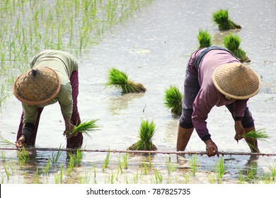 Two Indonesian Farmers Planting Paddy Rice On The Farmland.