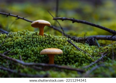 Two inedible poisonous false chanterelle mushrooms (Hygrophoropsis aurantiaca) on beautiful bright green moss surface. Close up view of two bright orange mushrooms growing in forest. Czech Republic