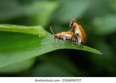 Two insect having funny time on leaf