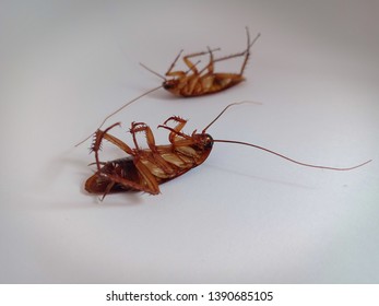 Two insects curled upside down, Cockroach brown background and white, cockroaches tip over, legs cockroach, mustache cockroach