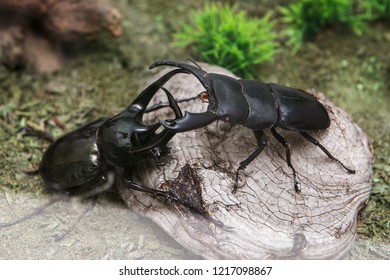 Two Insects Fighting For Food