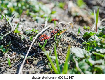 Two Insects Mating Process Crawling Stock Photo 606311147 | Shutterstock