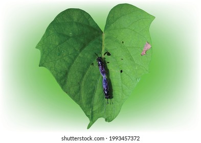 Two insects on the green leaf, two insect attaching and binding together for intercourse, insect intercourse, conjugation of insect on heart shaped green leave with attractive slight blur background