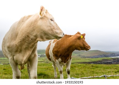 Two Irish cattle close up in a field in County Kerry, Ireland