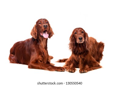 what do irish red and white setter eat