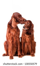 Two Irish Red Setters Isolated Over Stock Photo 130550579 | Shutterstock