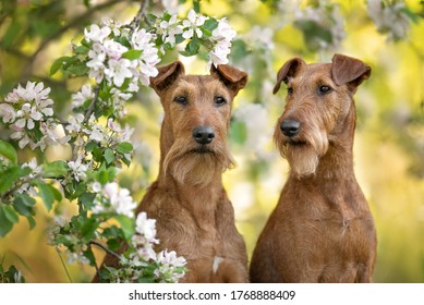 36,740 Irish spring Stock Photos, Images & Photography | Shutterstock