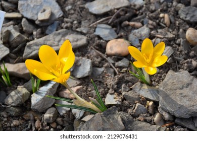 Two isolated golden yellow flowers Crocus chrysanthus 'Goldilocks'