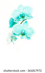 Two Isolated Turquoise Blooming Orchid Flowers Isolated On A White Background