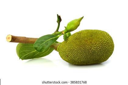 Two Jack Fruit Isolated On White.