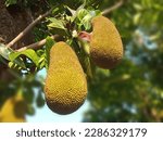 Two jack fruits and green leaves on the tree with selective focus and blur