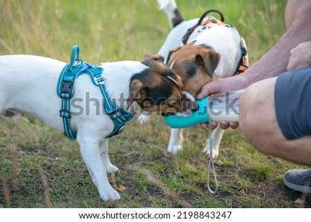 Two Jack Russell dogs drinking from a water bottle on a hot sunny day on a walk