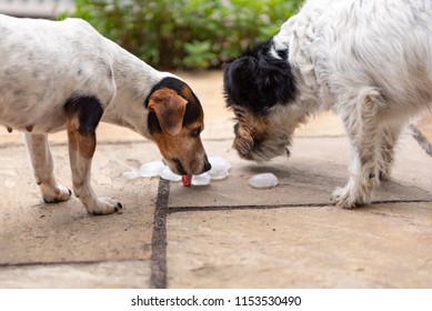 Two Jack Russell Terrier Dogs. Dog In Heat Summer Quenches His Thirst On An Ice Cube