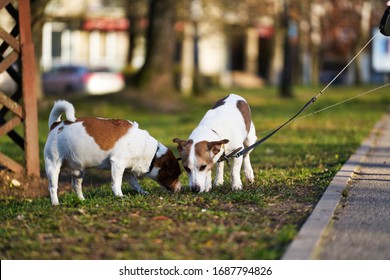 Two Jack Russell terriers walking along the grass. - Powered by Shutterstock