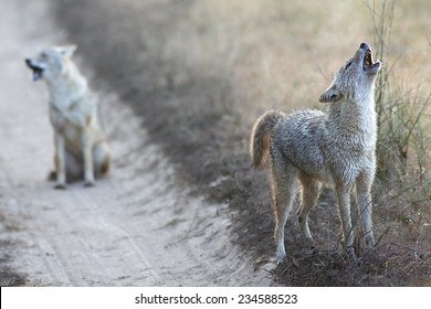 Two Jackals In Kanha National Park India