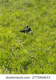 Two jackdaws standing next to each other on green grass on a sunny day. Minimalist wildlife scene with simple composition and natural background.