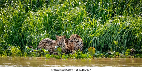 Two Jaguar brothers standing on a river edge against green background, looking, frontal view, Pantanal Wetlands, Mato Grosso, Brazil