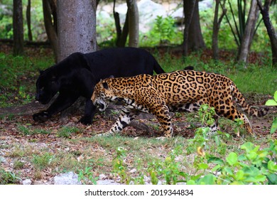 Two Jaguars, Regular And Black