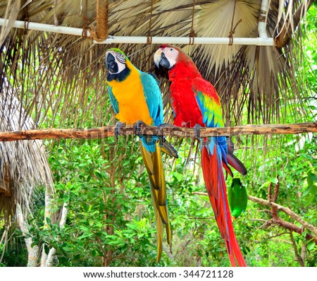 Two  Jamaica Parrots