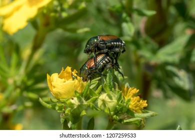 Two Japanese Beetles Mating