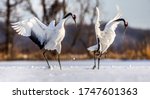 Two Japanese Cranes are dancing on the snow. Japan. Hokkaido. Tsurui.