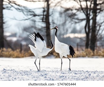 23,936 Red crowned crane Images, Stock Photos & Vectors | Shutterstock