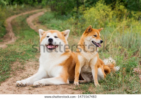 Two Japanese Dogs Akita Inu Shiba Stock Photo Edit Now