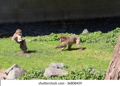 Two Japanese Macaque Fighting Over A Stick.