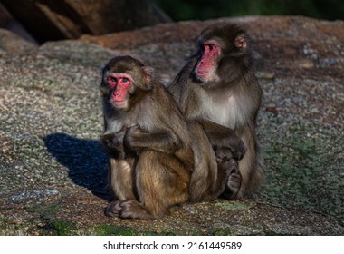 Two Japanese Macaque Monkeys Sitting Together