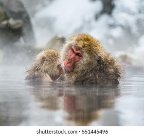Two Japanese macaques sitting in water in a hot spring. Japan. Nagano. Jigokudani Monkey Park. An excellent illustration.