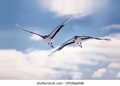 Two Japanese Red Crowned Cranes Flying At Kushiro, Hokkaido, Japan