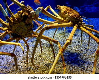 Japanese Spider Crab Images Stock Photos Vectors Shutterstock