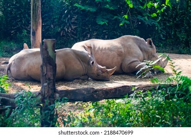 Two Javan rhinoceros (Rhinoceros sondaicus), also known as the Sunda rhinoceros or lesser one-horned rhinoceros, is a very rare member of the family Rhinocerotidae and one of five extant rhinoceroses.