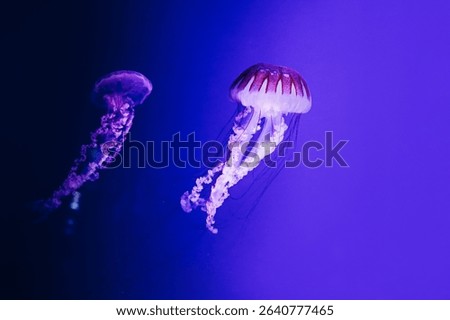 Two jellyfish float gracefully in calm waters their vibrant colors and delicate movements illuminated by soft ambient light.