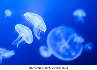 Two jellyfish swimming calmly in the water together without being stressed. Meduzarum Prague. - Powered by Shutterstock