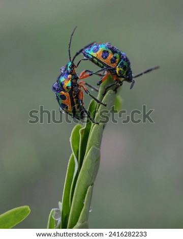Two jewel bugs or metallic shield bugs were seen crawling on green leaves