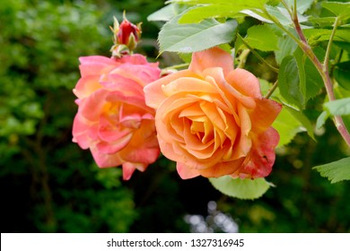 Two Joseph's Coat Roses