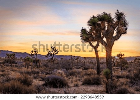 Two Joshua trees silhouetted by the sunset in Joshua Tree National Park near Twentynine Palms California.