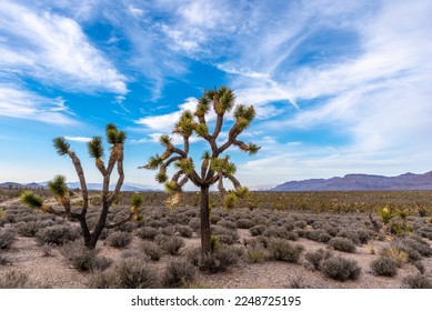 Two Joshua trees stand apart from the rest in Arizona's Joshua Tree Forest near Grand Canyon West. - Powered by Shutterstock