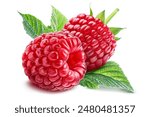 Two juicy perfect raspberries lie on a leaf, isolated on a white background.