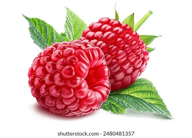 Two juicy perfect raspberries lie on a leaf, isolated on a white background.