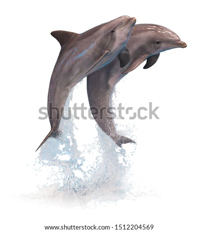 Two jumping dolphins isolated on white background with splashing water