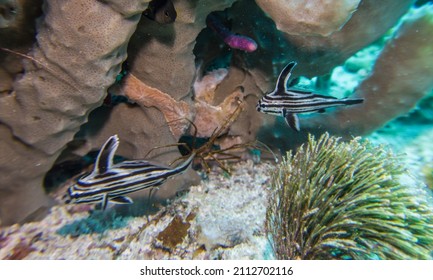 Two Juvenile Fish Swimming Between Coral