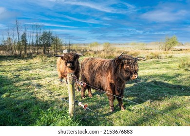 Two juvenile Scottish highlander cattle in a natural meadow catchment area Rolderdiep spout Scheebroekerloopje in the Dutch province of Drenthe against background sky with veil clouds